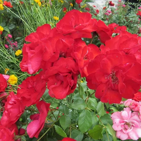 Appartement Darijana